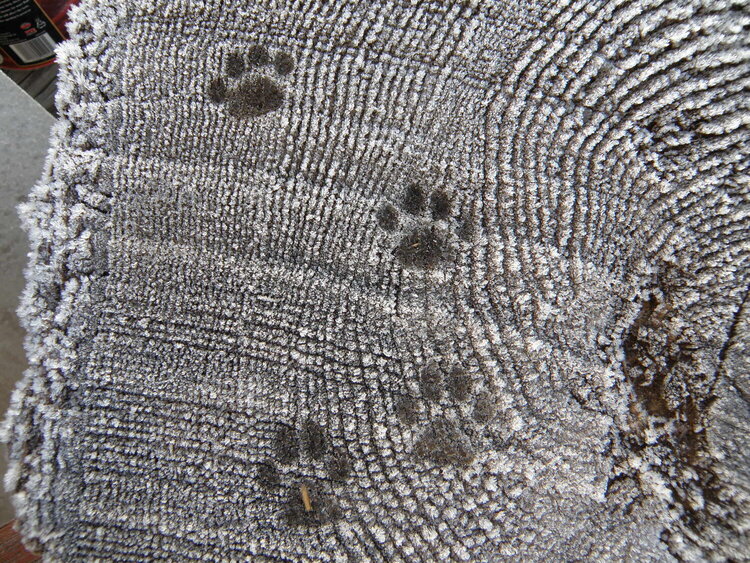 POD...NOV #15/15...Paw prints in frost