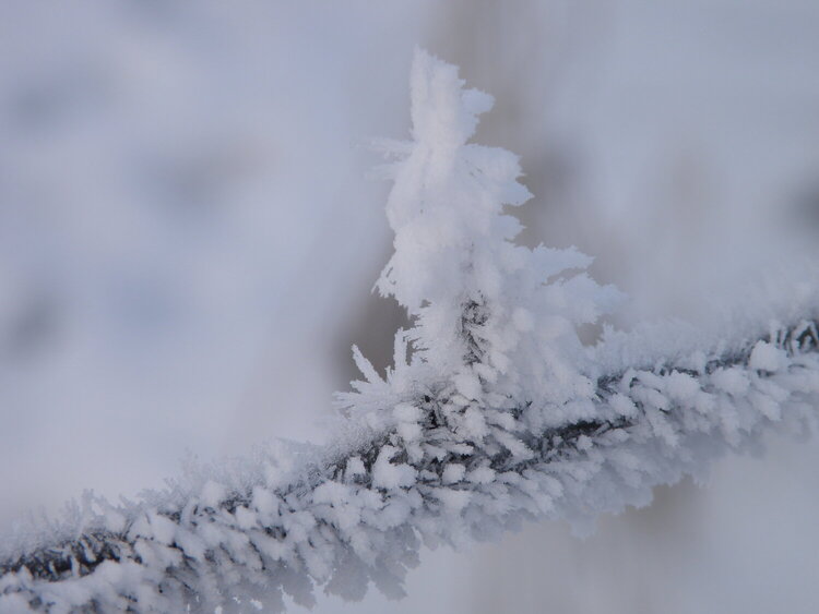 MINI DEC...POD...1 Look  what  I  found...Fence/Frost