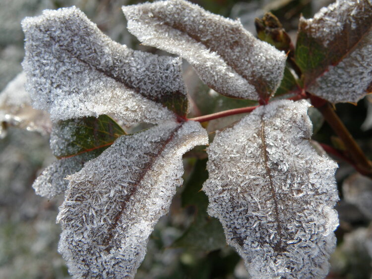 POD...DEC #12/15...Frost/Leaves