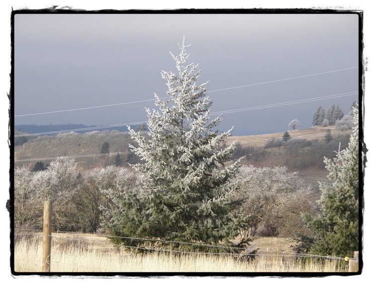 POD...DEC #13/15...Fir tree/Frozen fog