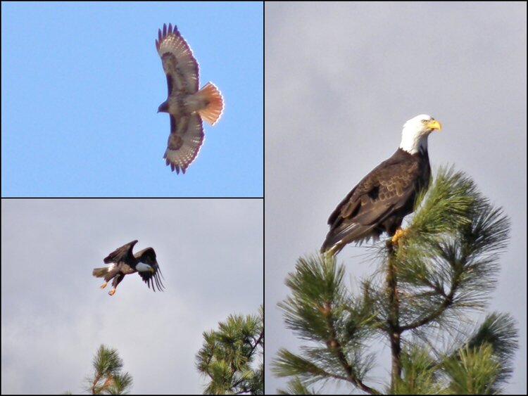 JFF/ JAN 2015 / Photo Fun / Hawk and  Eagle