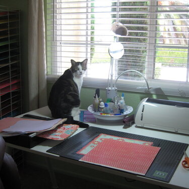 My cat Buddy always seat with me when I&#039;m scrapbooking