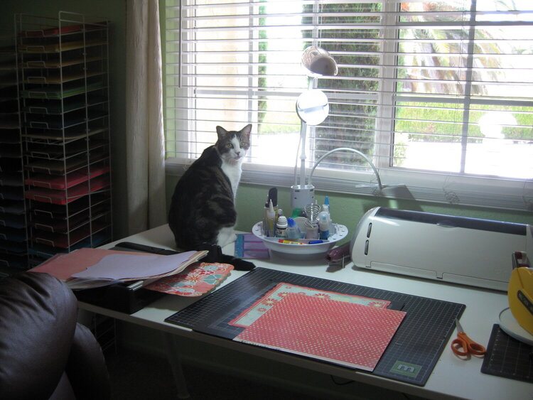 My cat Buddy always seat with me when I&#039;m scrapbooking