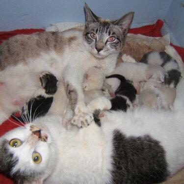 Two Stray Mama&#039;s And Kittens