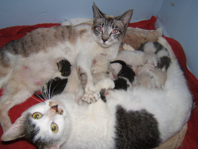 Two Stray Mama&#039;s And Kittens