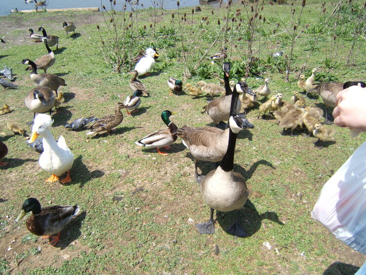 Geese, ducks, oh my!