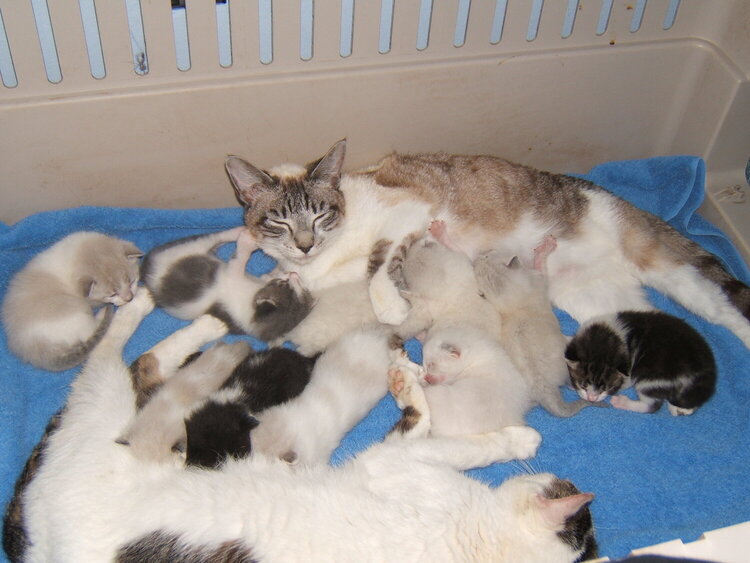 Kitten Nursery!