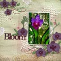 Bloom