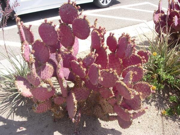 Pink Cactus