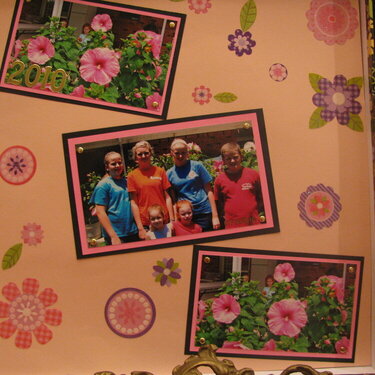 grandma&#039;s hibiscus 6