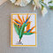 Bird of Paradise cards