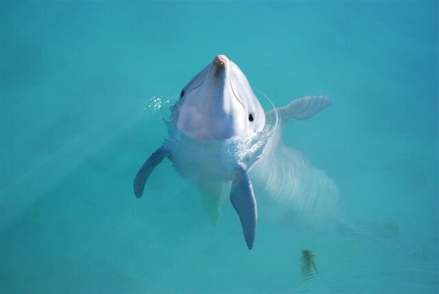 Dolphin