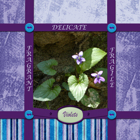 Delicate Wood Violets