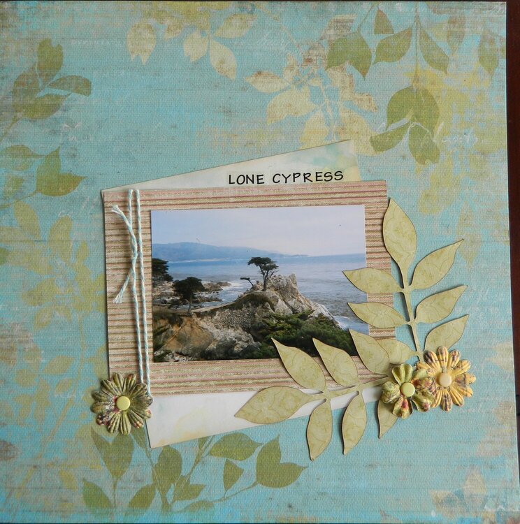 lone cypress