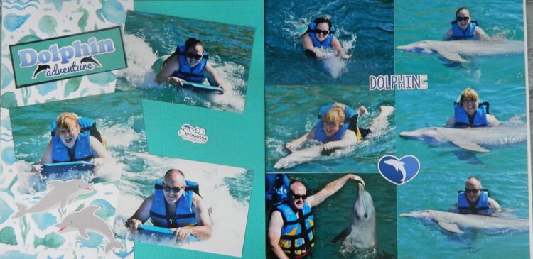 dolphin adventure