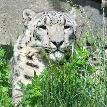 Snow Leopard POD7/2