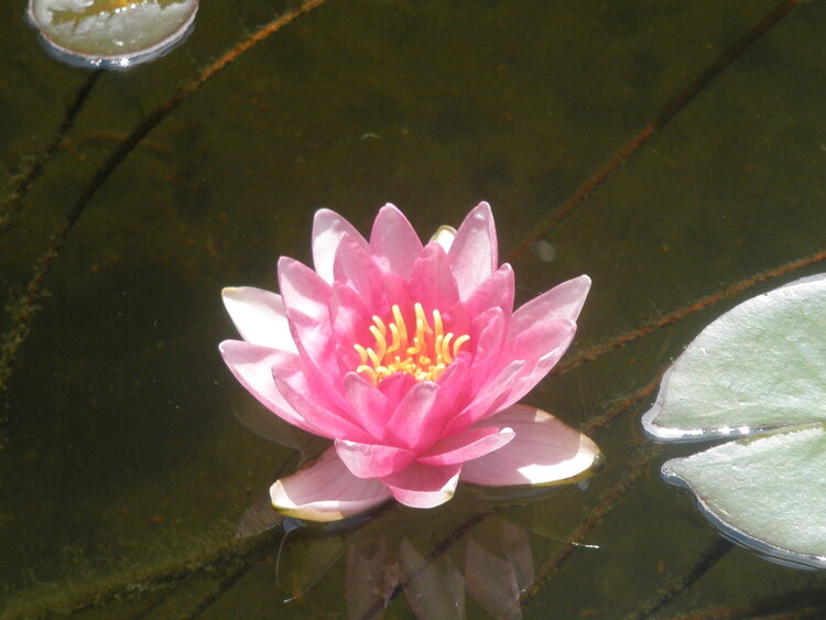 Pink WaterLily