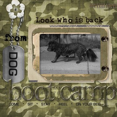 dog boot camp