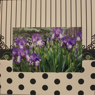 bed of irises