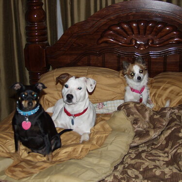 Littlegirl, Metoo, and Lola