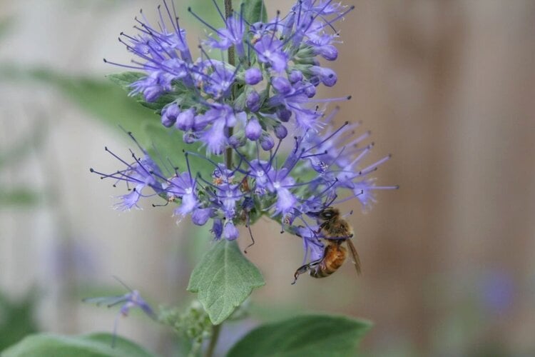 Sept 3 POD Buzzing Butterfly Bush -Bee Warning-