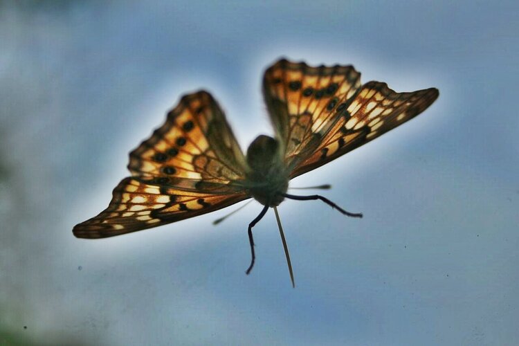 Sept. 9 POD Butterfly