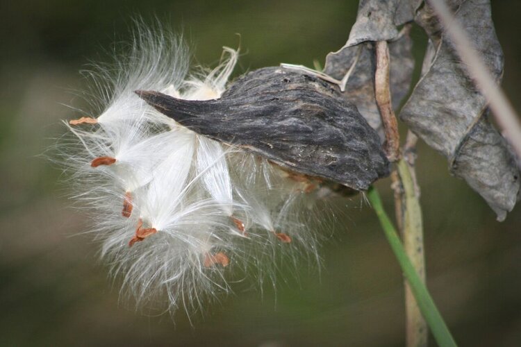 Sept, 15 POD Milk Weed Pod