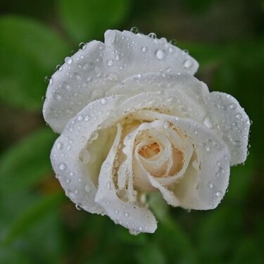 Sept 17 POD White Rose
