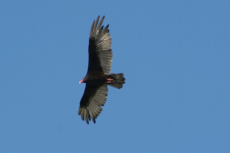 June 13 POD Turkey Vulture