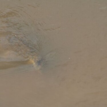 JFF July POD Soft Shelled Turtle Stealth Swimmer