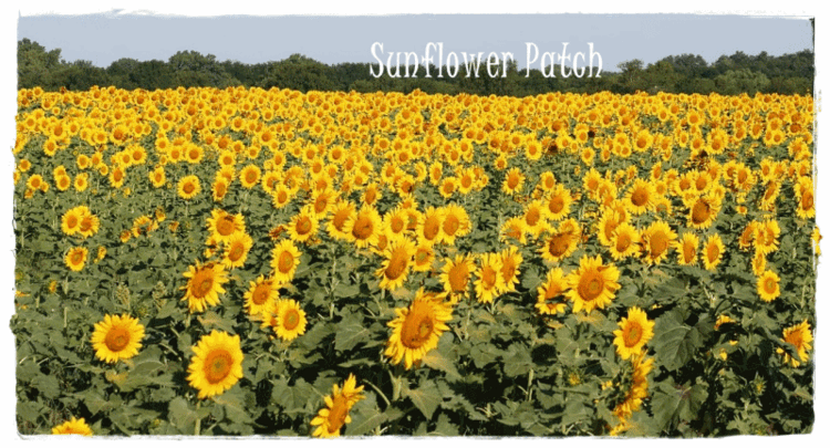 Sept Mini #2 Poem When The Sunflowers Bloom