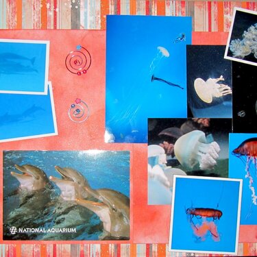 Day 2: Dolphins and Jellies