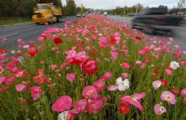 Poppies in Anchorage