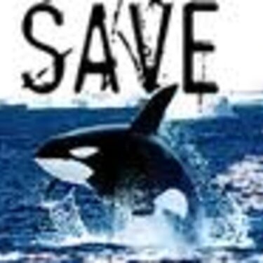 Save The Killer Whales!!