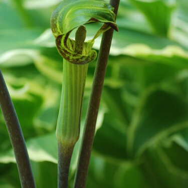 Jack-in-the-Pulpit