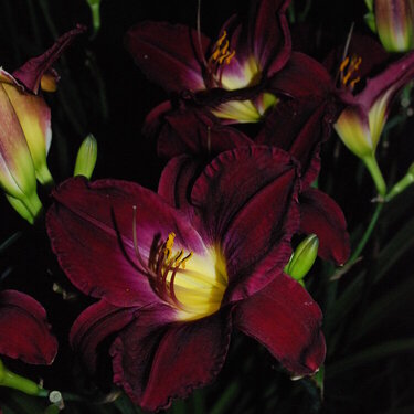 Day Lily by Night