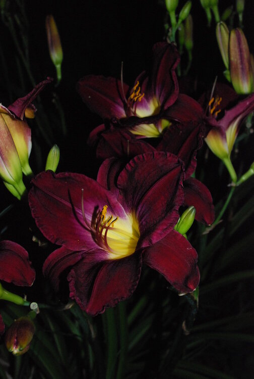 Day Lily by Night