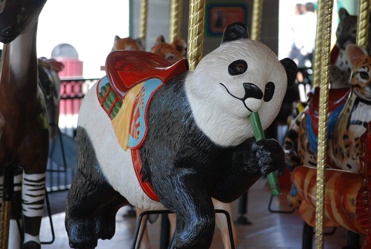 Bamboo Munching Panda