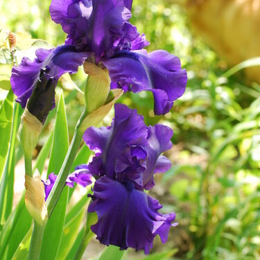 Dark Purple Iris