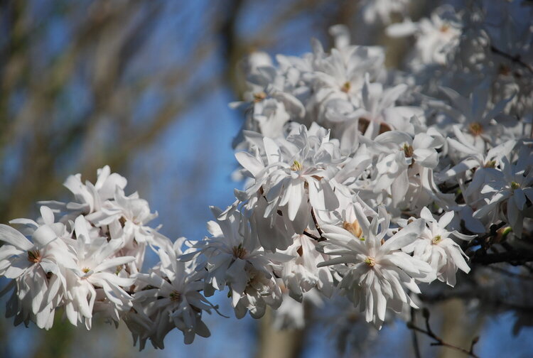 Royal Star Magnolia Bush