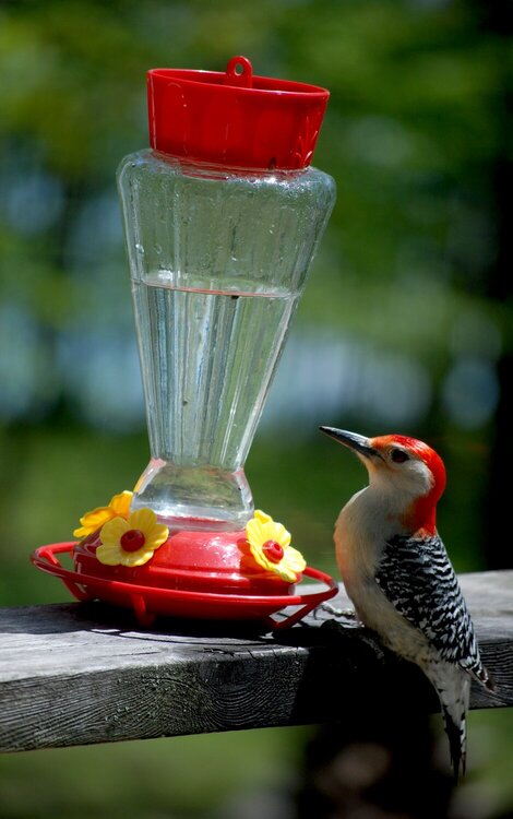 Woodpecker Doesn&#039;t Realize This Is a Hummingbird Feeder