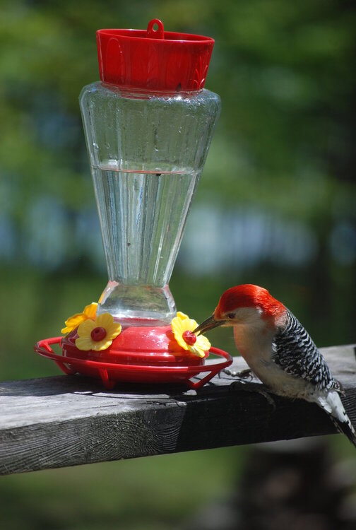 Having a drink