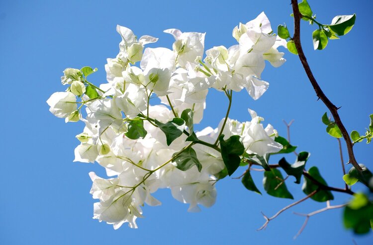 White Flowers Against Blue Sky