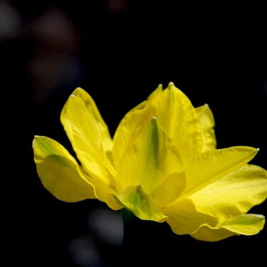 Daffodil