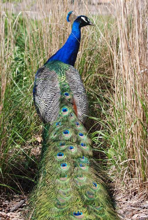 Stalking the Peacock