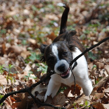 Bark Softly and Carry a Big Stick!