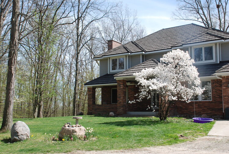 Royal Star Magnolia Bush