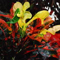 Multi- colored plant