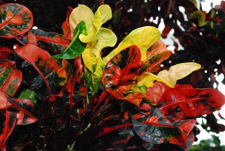 Multi- colored plant