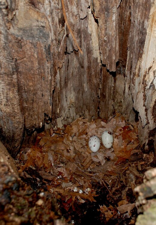 Turkey Vulture Nest